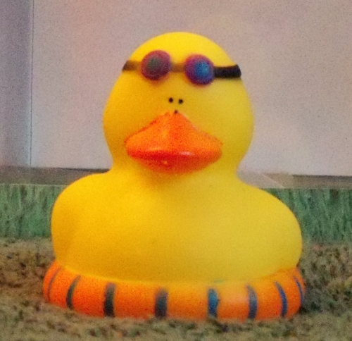 Beach Duck with Tube