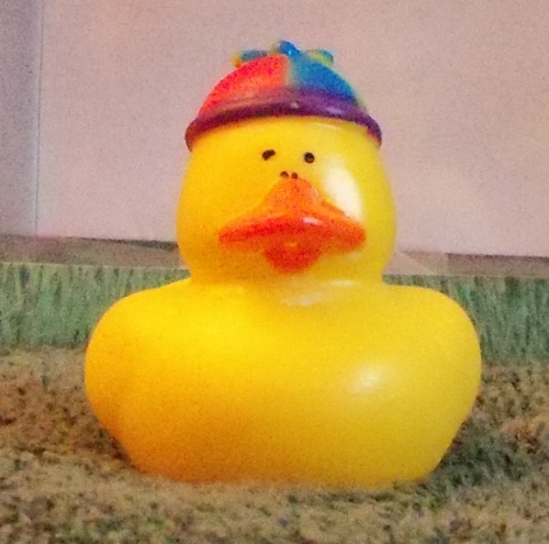 Beenie Duck