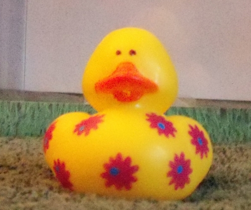 Purple Flowered Duck